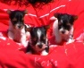 Baby´s Fee 5 Wochen alt